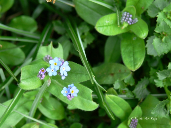 Myosotis